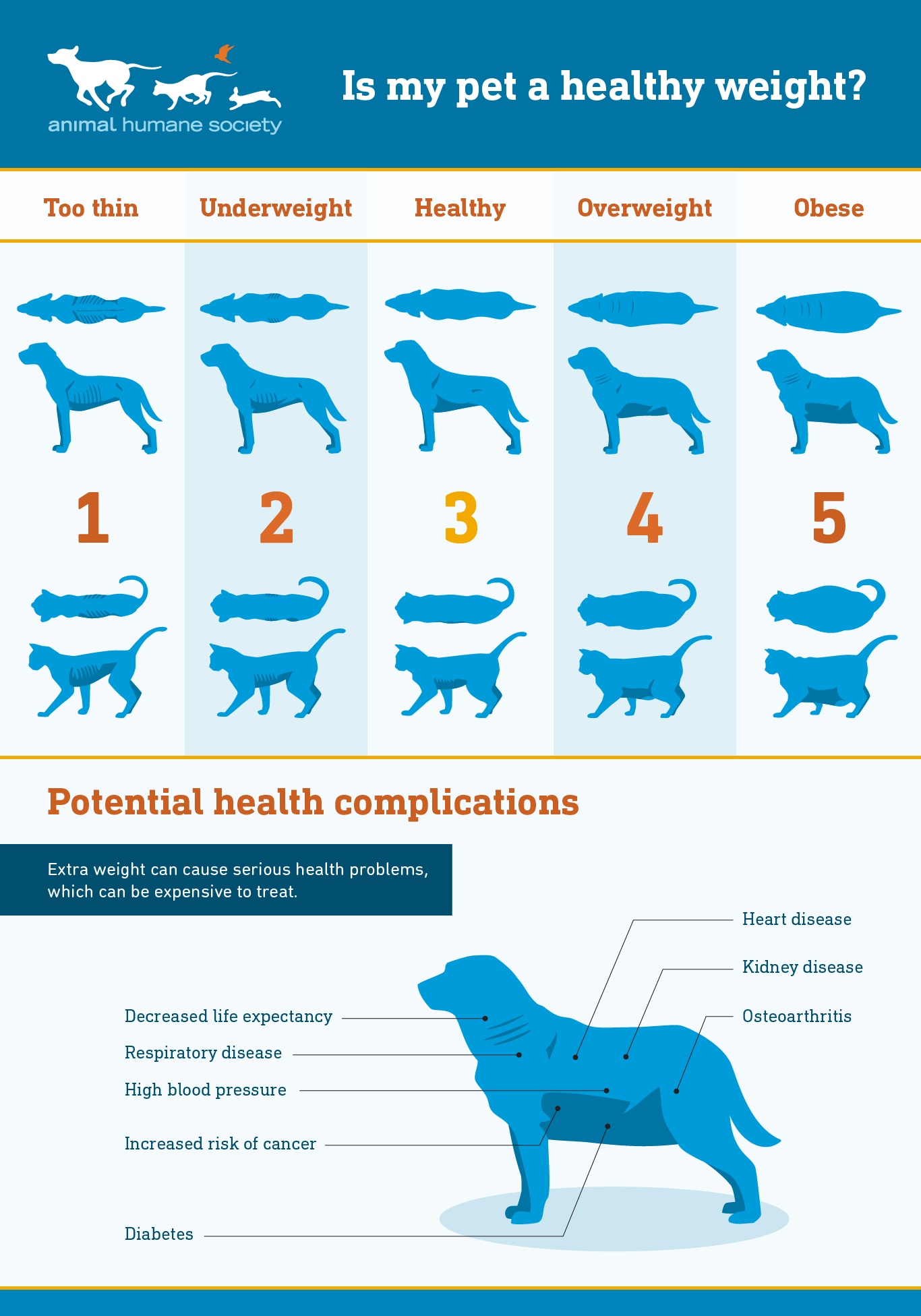 Graphic diagraming 5 stages of pet obesity